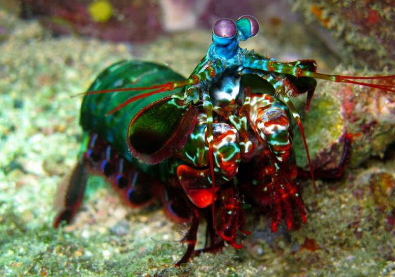 File:Mantis-shrimp-facts.jpg