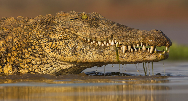 File:Nile Crocodile.png
