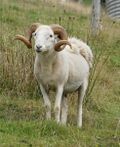 Hiroko's Beast Form (Wiltshire Horned Sheep)